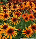Coneflower with bright orange-red petals around a dark orange-brown cone