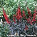 Cardinal flower with tall spikes of bright red flowers over dark chocolate-purple leaves