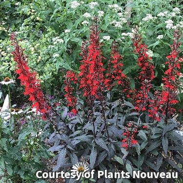 Cardinal Flower 'Black Truffle'