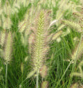 Compact arching clump of fine green grass with soft cream bottlebrush plumes