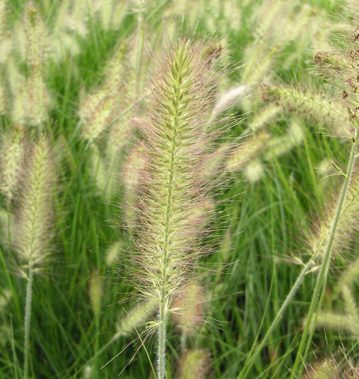 Fountain Grass 'Hameln'