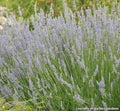 Rounded lavender plant with silvery leaves and long wands of pale lavender flowers