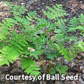 Fern with arching fronds that are deep burgundy-red in the center and silver at the edges