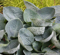 Large clump of round, cupped, puckered blue-gray hosta leaves