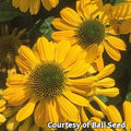Coneflowers with drooping petals in shades of soft yellow and gold around brown cones