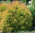 Small round arborvitae with gold foliage tipped in red