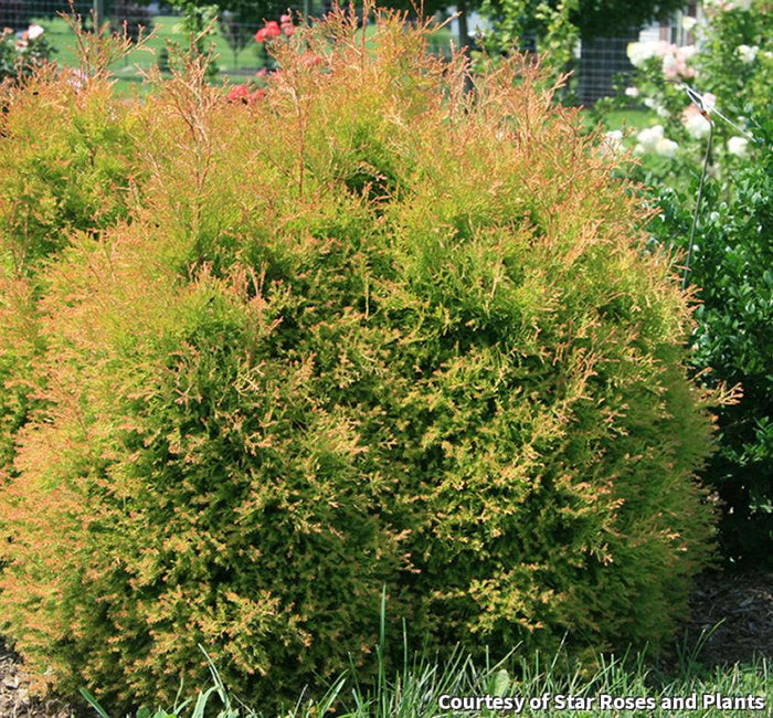 Arborvitae Fire Chief™