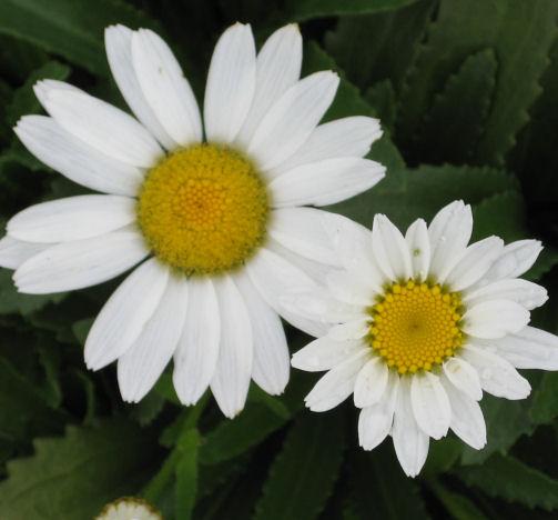 Shasta Daisy 'Snowcap'