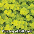 Trailing mat of small round chartreuse-gold leaves spilling over stone