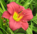 Dwarf daylily with small cranberry-red flowers with yellow-green throats