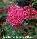 Rounded shrub with flat-topped clusters of vivid pink-red flowers over green leaves