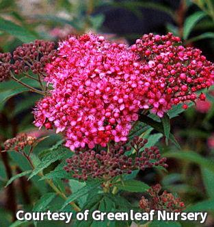 Japanese Spirea 'Neon Flash'