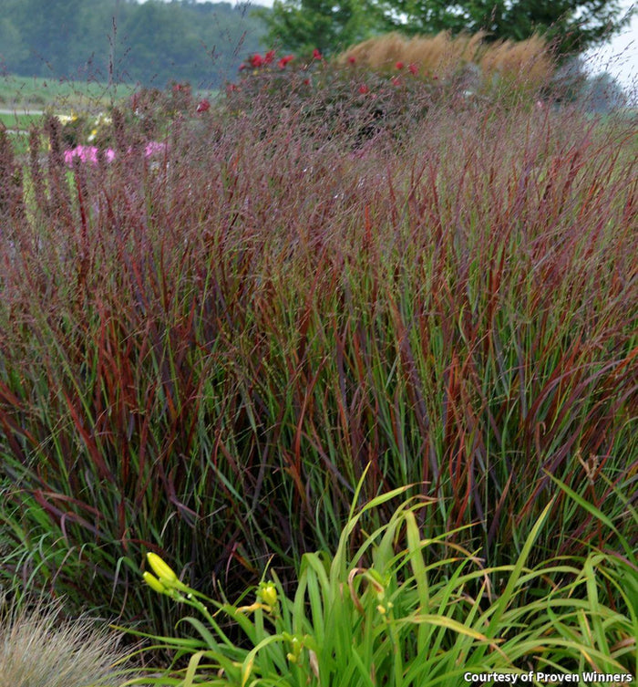 Switch Grass 'Cheyenne Sky'