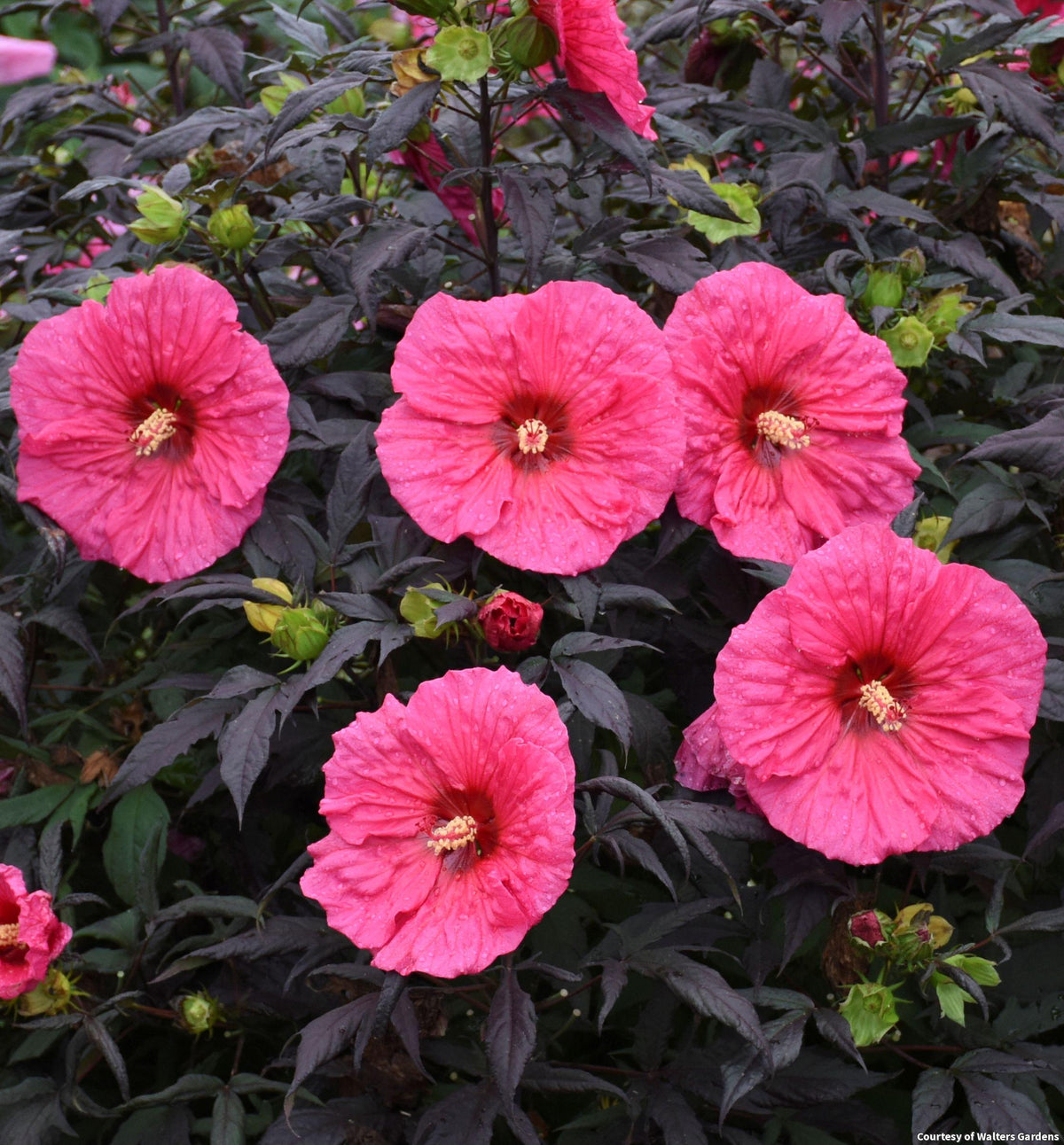 Hardy hibiscus with large hot pink flowers above glossy dark purple, almost black leaves