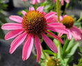 Compact coneflower with flat pink-purple petals around orange-brown cones