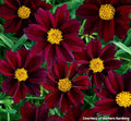 Mound of fine threadlike leaves covered in wine-red daisy flowers with gold centers