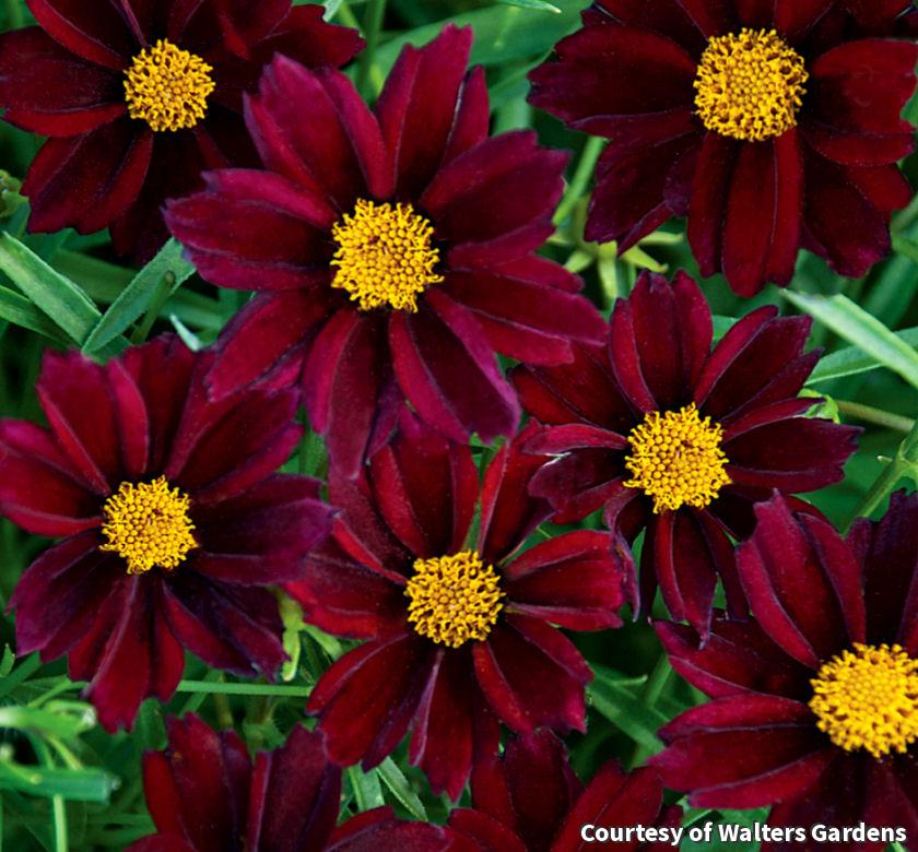 Mound of fine threadlike leaves covered in wine-red daisy flowers with gold centers