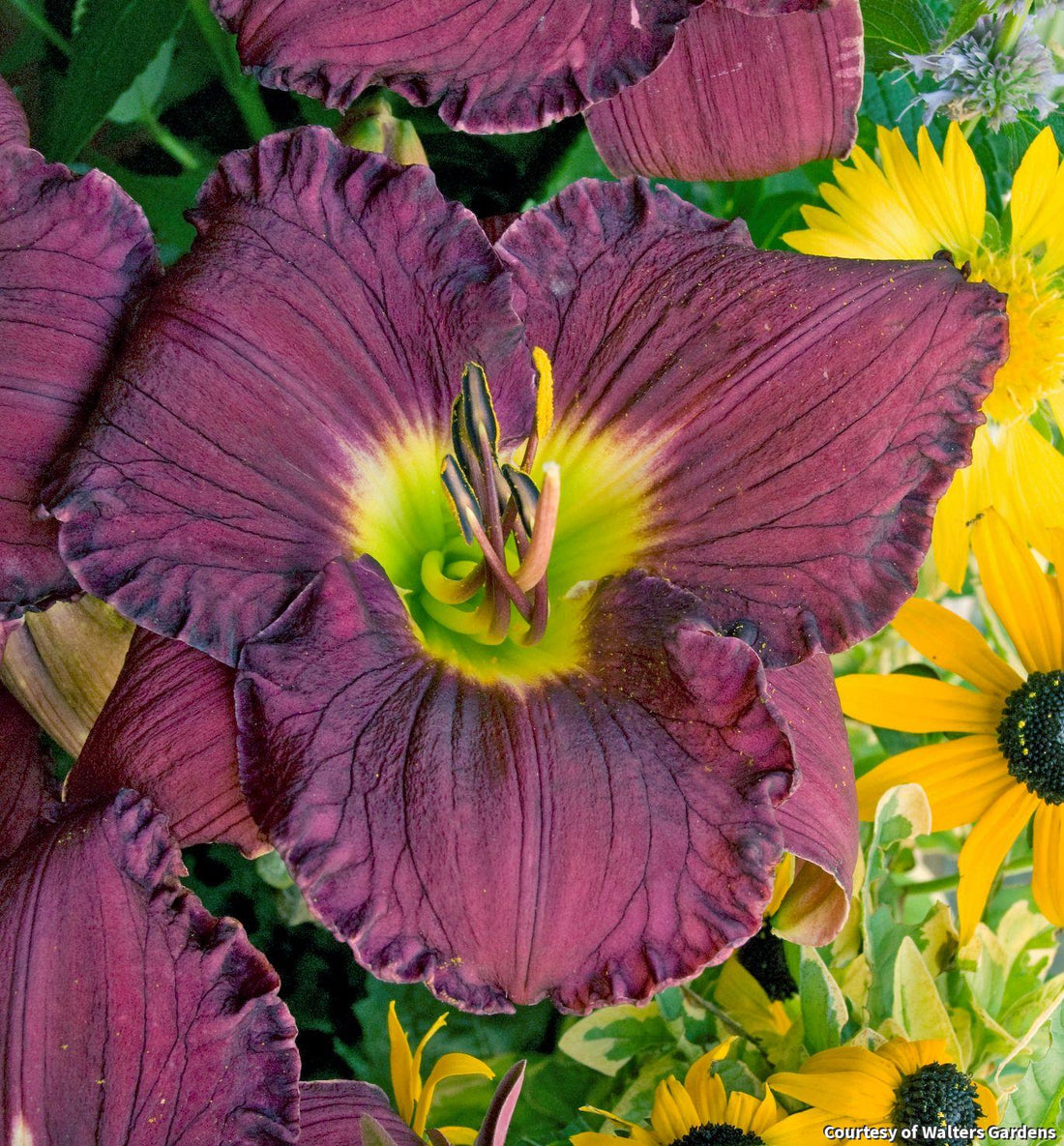 Ruffled deep purple daylily flower with a yellow-green throat