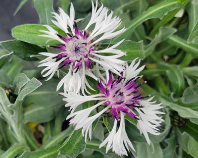 Spidery white cornflower blooms with deep purple centers above silvery green leaves