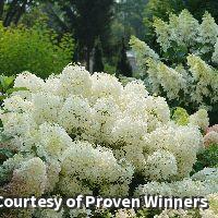 Compact shrub covered in fluffy rounded white hydrangea flower heads