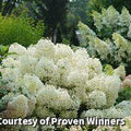Compact shrub covered in fluffy rounded white hydrangea flower heads