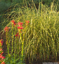 Compact clump of upright grass blades with horizontal yellow bands