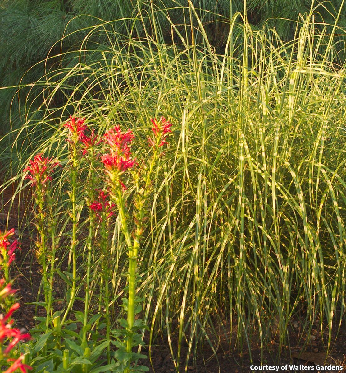 Compact clump of upright grass blades with horizontal yellow bands