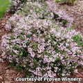 Small rounded shrub covered in clusters of small pink and white flowers