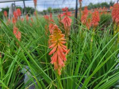 Red Hot Poker 'Redhot Popsicle'