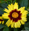 Compact plant covered in large golden-yellow daisy flowers with red centers