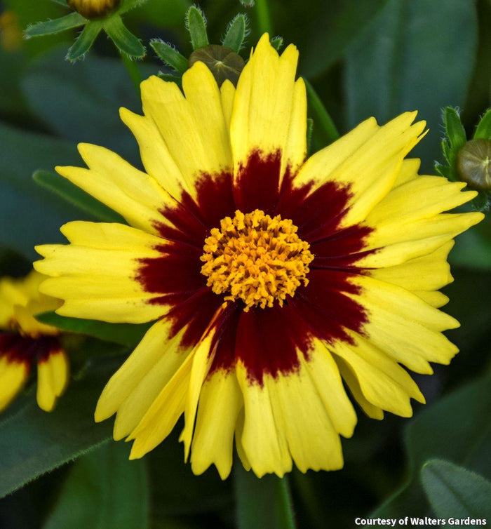 Tickseed Uptick™ Yellow & Red