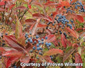 Shrub with glossy leaves and heavy clusters of bright pink and deep blue berries