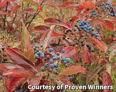 Shrub with glossy leaves and heavy clusters of bright pink and deep blue berries