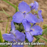 Spiderwort Amethyst Kiss™