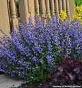 Rounded mound of small gray-green leaves topped with many blue-purple flower spikes