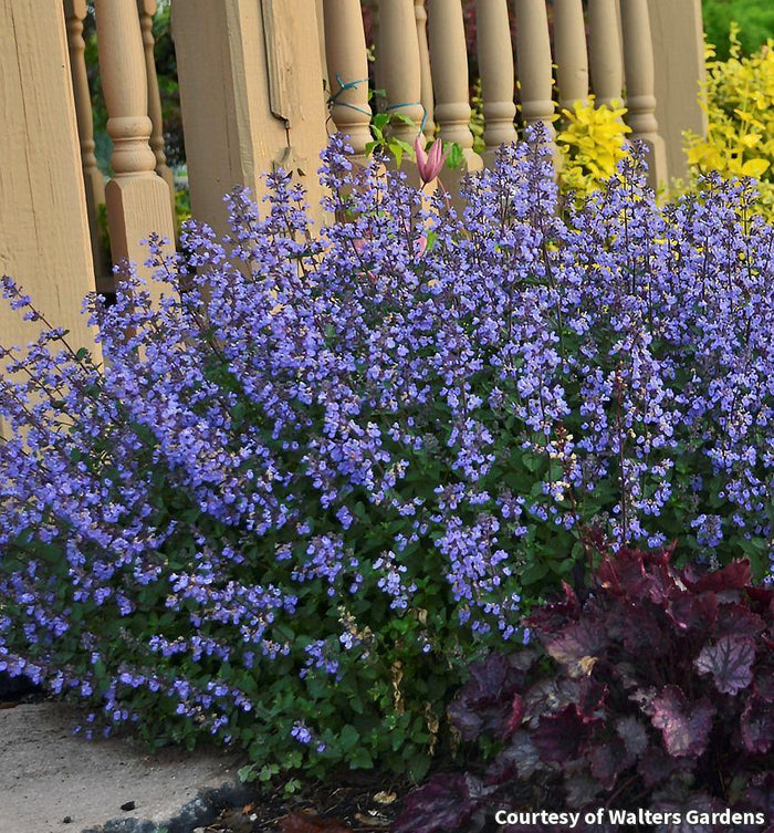 Catmint 'Purrsian Blue'