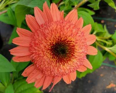 Double coneflower with a raspberry-salmon pom-pom center and a skirt of coral petals
