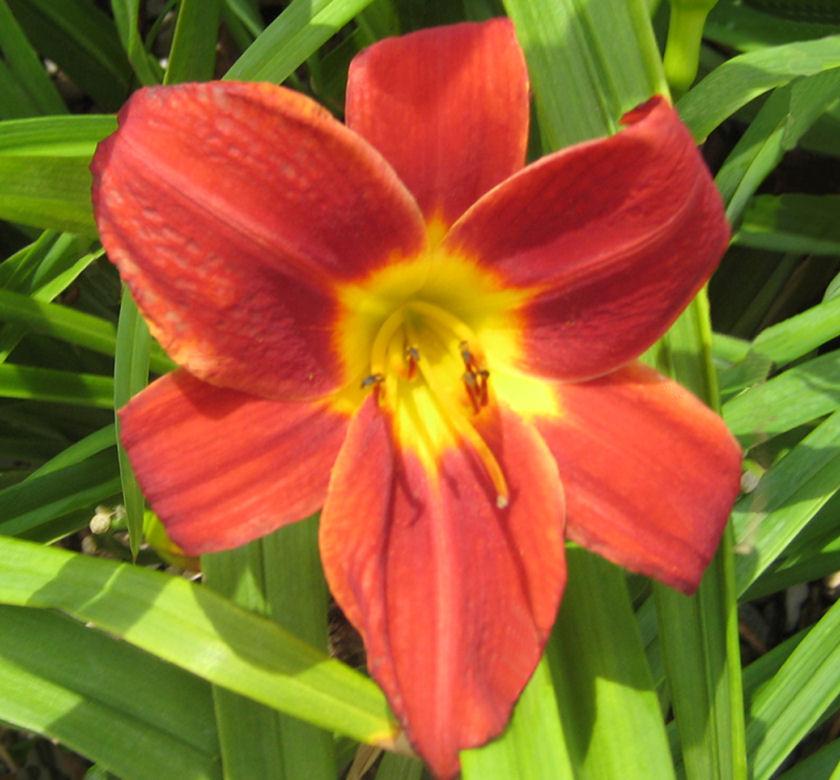 Tall daylily with large golden-orange flowers marked with a darker burnt-orange eye