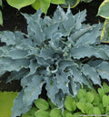 Hosta with narrow wavy blue leaves with ruffled edges