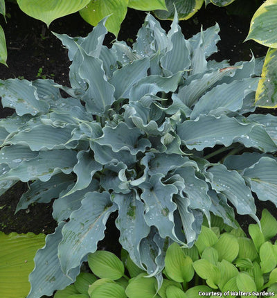 Hosta Shadowland® 'Waterslide'