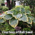 Large upright hosta with frosty blue-green leaves edged in creamy yellow
