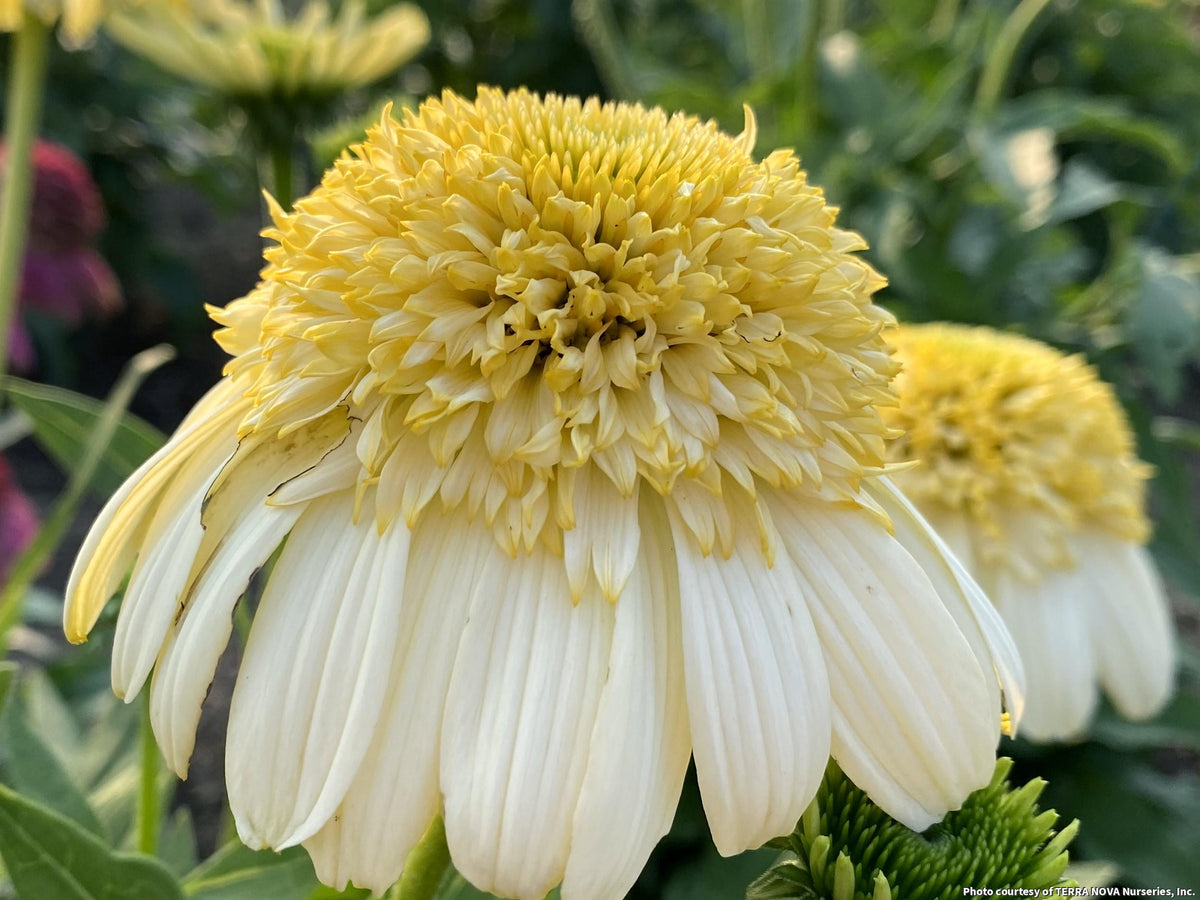 Short coneflower with flat white petals around a large golden-yellow center cone