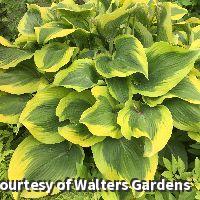 Large hosta with rippled dark green leaves edged in wavy golden yellow