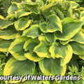 Large hosta with rippled dark green leaves edged in wavy golden yellow