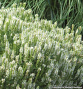 Meadow sage with dense upright spikes of white flowers over gray-green leaves