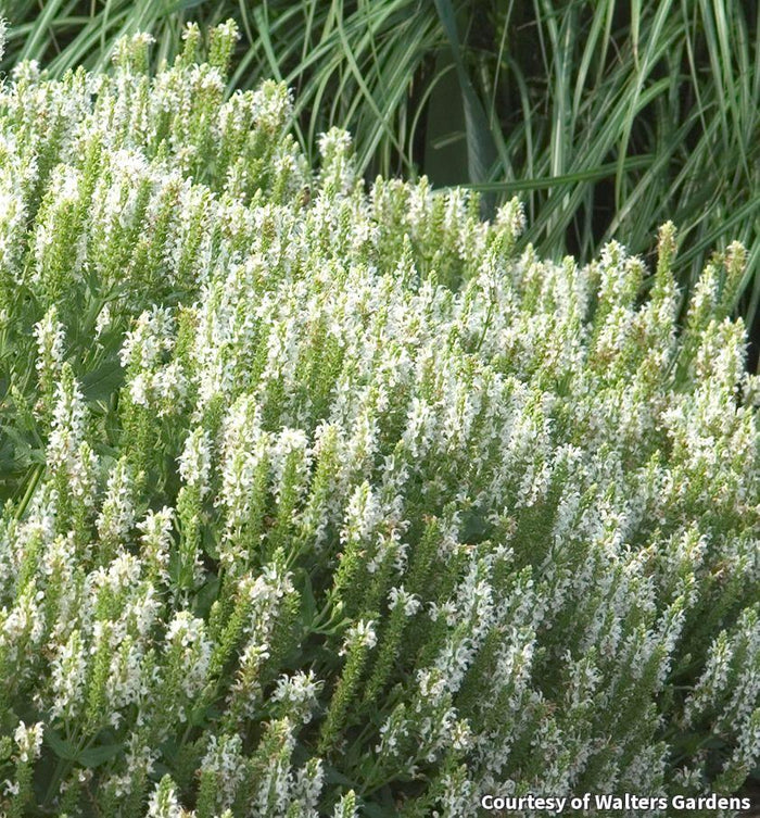 Salvia 'Snow Hill'