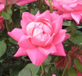 Rounded shrub rose covered in double bubblegum-pink flowers