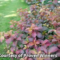 Small shrub with glossy orange, red and burgundy leaves
