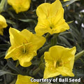 Low trailing evening primrose with large lemon-yellow cup-shaped flowers over silvery green leaves