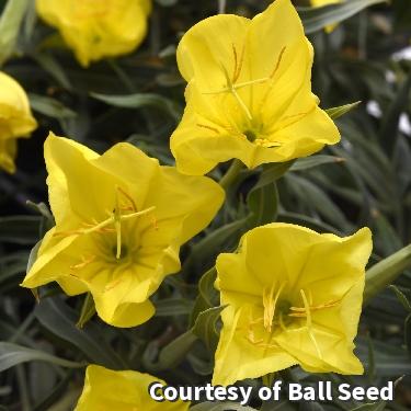 Missouri Evening Primrose 'Evening Sun'
